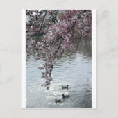 Cherry Blossoms Washington DC Postkarte (Vorderseite)