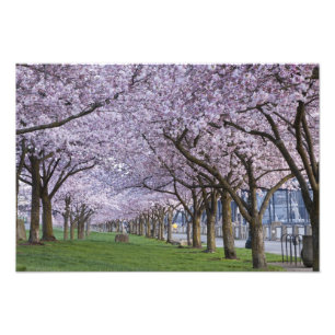 Cherry blüht am Fluss Willamette, USA Fotodruck