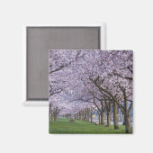 Cherry blüht am Fluss Willamette, USA Magnet (Vorderseite/Rückseite)