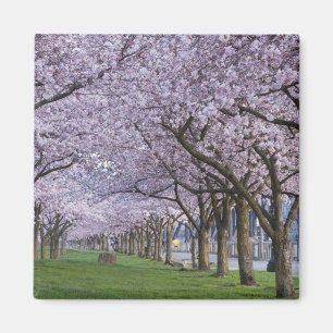 Cherry blüht am Fluss Willamette, USA Magnet