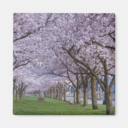 Cherry blüht am Fluss Willamette, USA Magnet (Vorne)