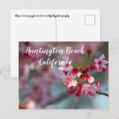 Cherry blüht in Huntington Beach, Kalifornien Postkarte (Vorne/Hinten)