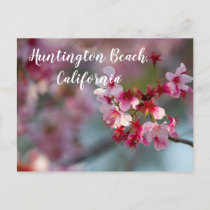 Cherry blüht in Huntington Beach, Kalifornien Postkarte