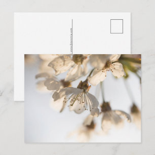 Cherry blüht Natur Foto Feiertagspostkarte