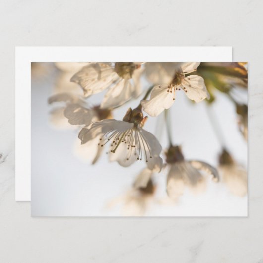 Cherry blüht Naturfotokarte (Vorne/Hinten)