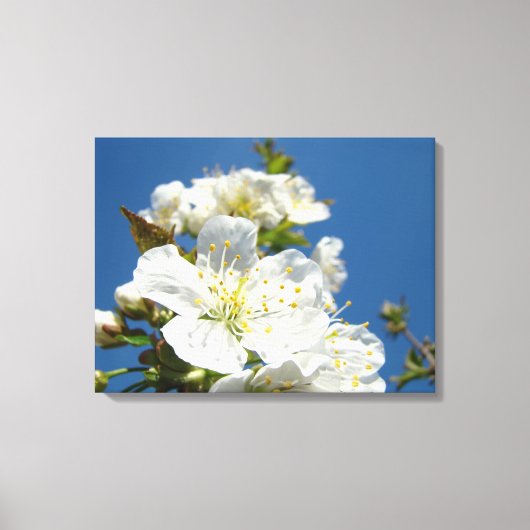 Cherry Blume Blüten Leinwand Drucke Frühjahr (Vorderseite)
