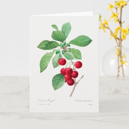 Cherry Botanical Print Karte (Gelbe Blume)