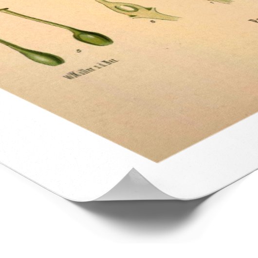 Cherry Botanical Print Poster (Ecke)