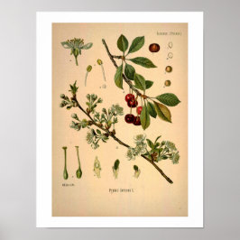 Cherry Botanical Print Poster