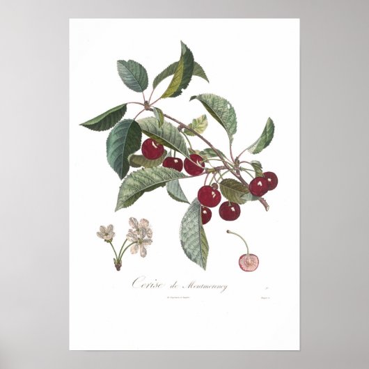 Cherry, Cerise de Montmorency Poster (Vorne)