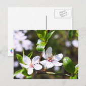 Cherry Couple Postkarte (Vorne/Hinten)