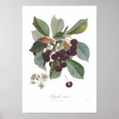 Cherry, Early Royale Poster (Vorne)