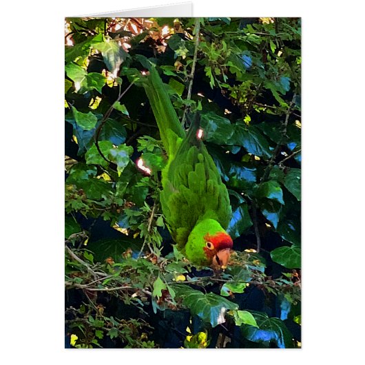 Cherry Headed Conure #1 Card (Vorne)