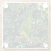 Cherry Headed Conure #1 Glass Untersetzer (Rückseite)