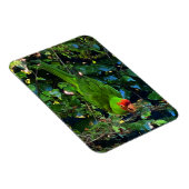 Cherry Headed Conure #1 Magnet (Rechte Seite)