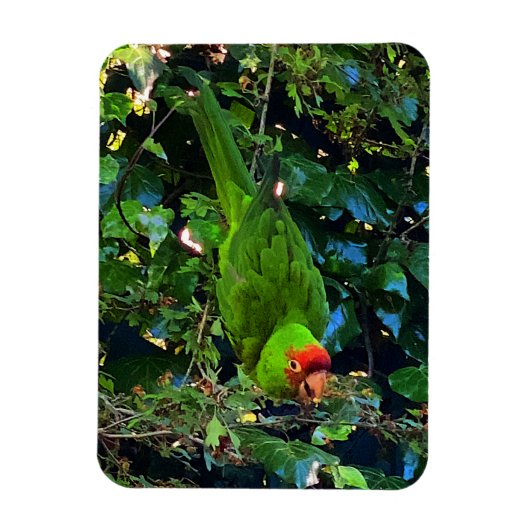 Cherry Headed Conure #1 Magnet (Vertikal)