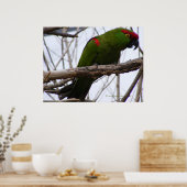 Cherry-Headed Conure 1 Poster (Küche)