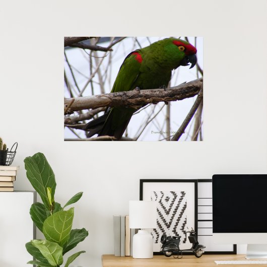 Cherry-Headed Conure 1 Poster (Heimbüro)