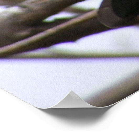 Cherry-Headed Conure 1 Poster (Ecke)