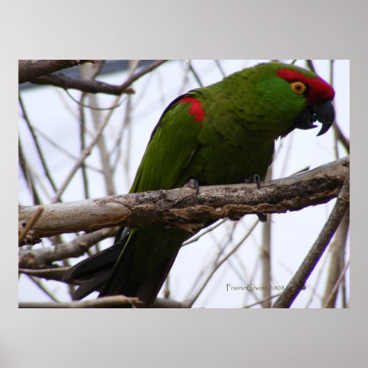 Cherry-Headed Conure 1 Poster (Vorne)