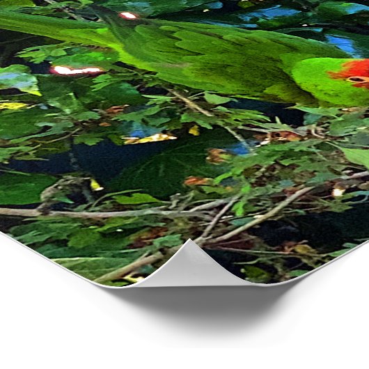 Cherry Headed Conure #1 Poster (Ecke)