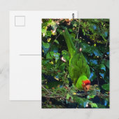 Cherry Headed Conure #1 Postkarte (Vorne/Hinten)