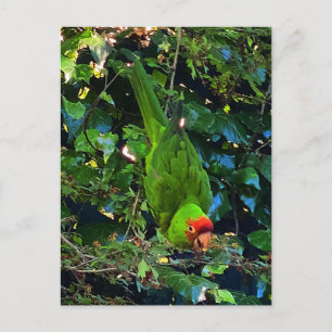 Cherry Headed Conure #1 Postkarte