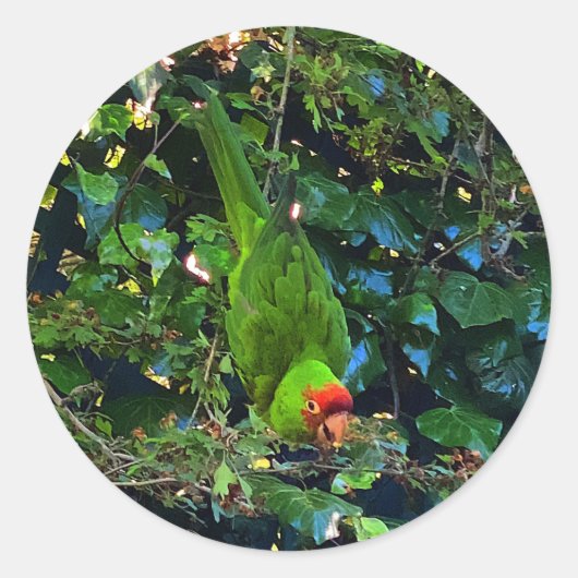 Cherry Headed Conure #1 Stickers (Vorderseite)