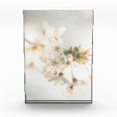 Cherry Nature Foto (Vorderseite)