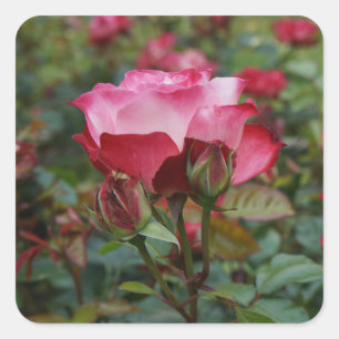 Cherry Parfait Rose #1 Heart Stickers