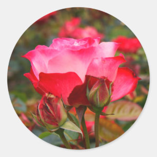 Cherry Parfait Rose #1 Stickers