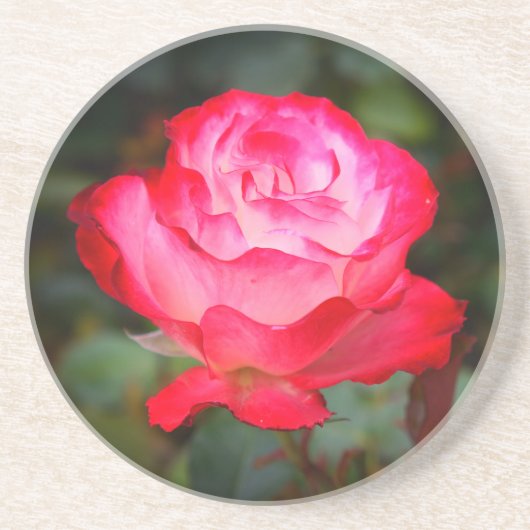 Cherry Parfait Rose #3 Sandstone Untersetzer (Vorne)