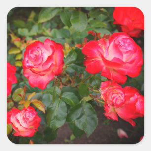 Cherry Parfait Rose #5-1 Stickers