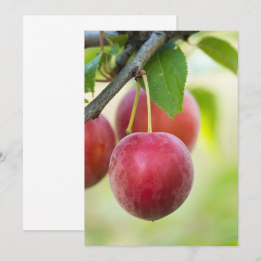 Cherry-Pflaume Einladung (Vorne/Hinten)
