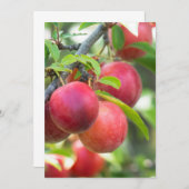 Cherry-Pflaume Einladung (Vorne/Hinten)