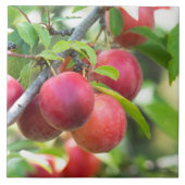 Cherry plum fliese (Vorderseite)