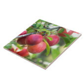 Cherry plum fliese (Seite)