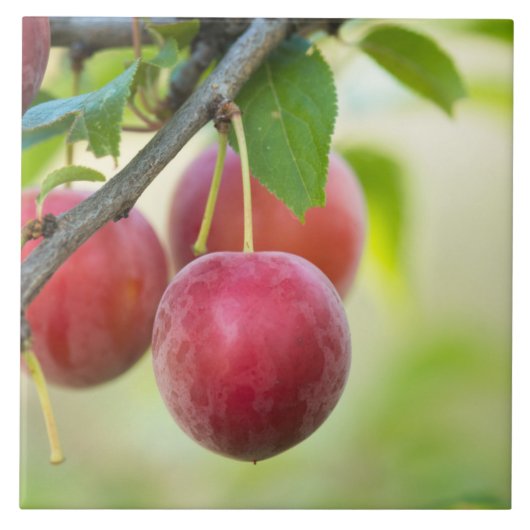 Cherry plum fliese (Vorderseite)