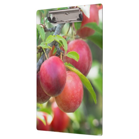 Cherry plum klemmbrett (Links)