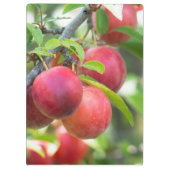 Cherry plum klemmbrett (Rückseite)