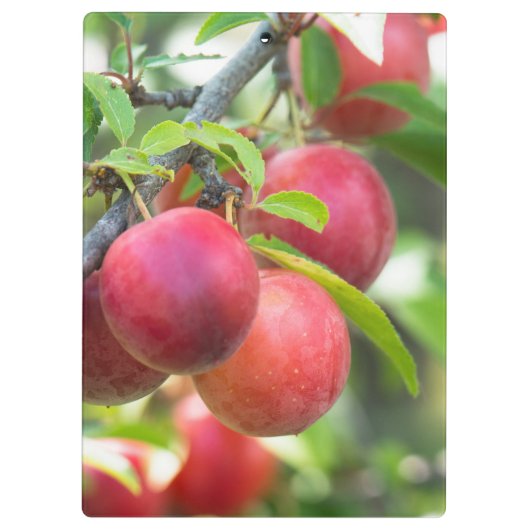 Cherry plum klemmbrett (Rückseite)