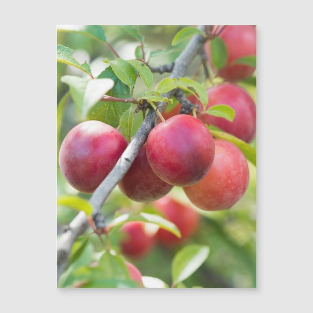Cherry plum magnetkarte (Vorderseite)