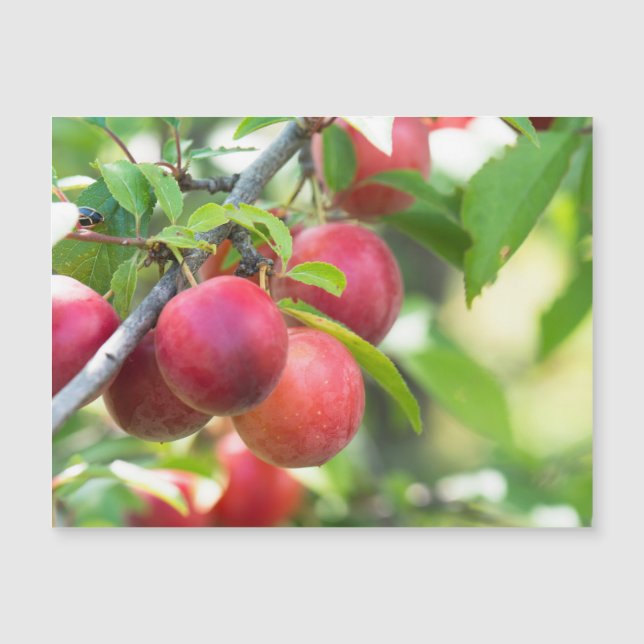Cherry plum magnetkarte (Vorderseite)