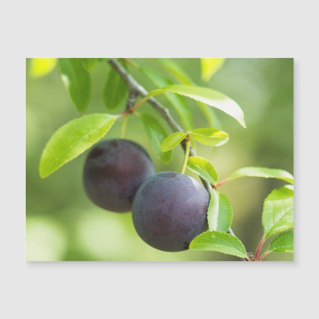 Cherry plum magnetkarte (Vorderseite)