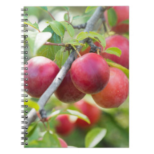 Cherry plum notizblock