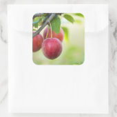 Cherry plum on branch quadratischer aufkleber (Tasche)