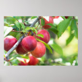 Cherry plum poster (Vorne)