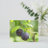 Cherry plum postkarte (Stehend Vorderseite)