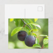 Cherry plum postkarte (Vorne/Hinten)