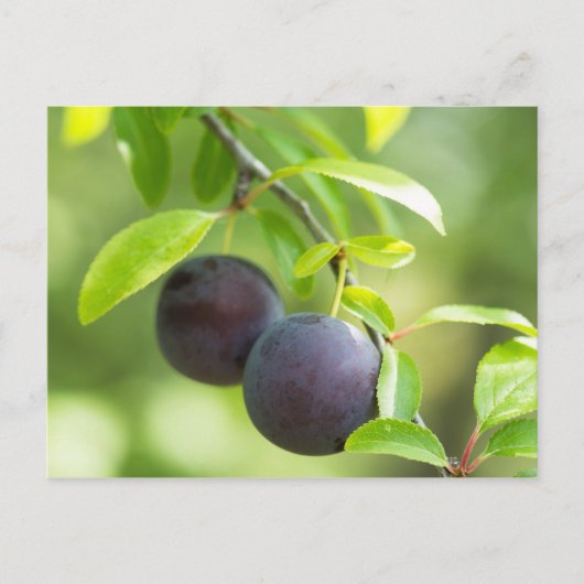 Cherry plum postkarte (Vorderseite)